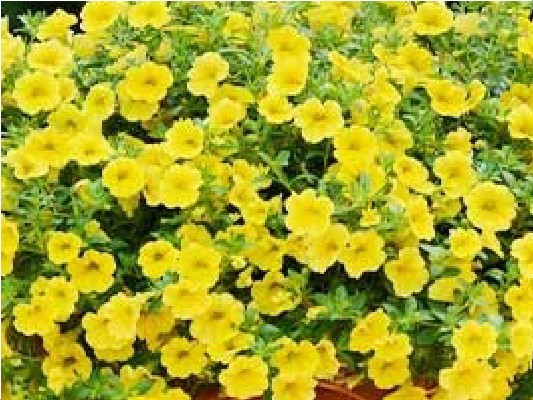 Однолетние растения True Yellow черенок 20грн, Р7 30грн